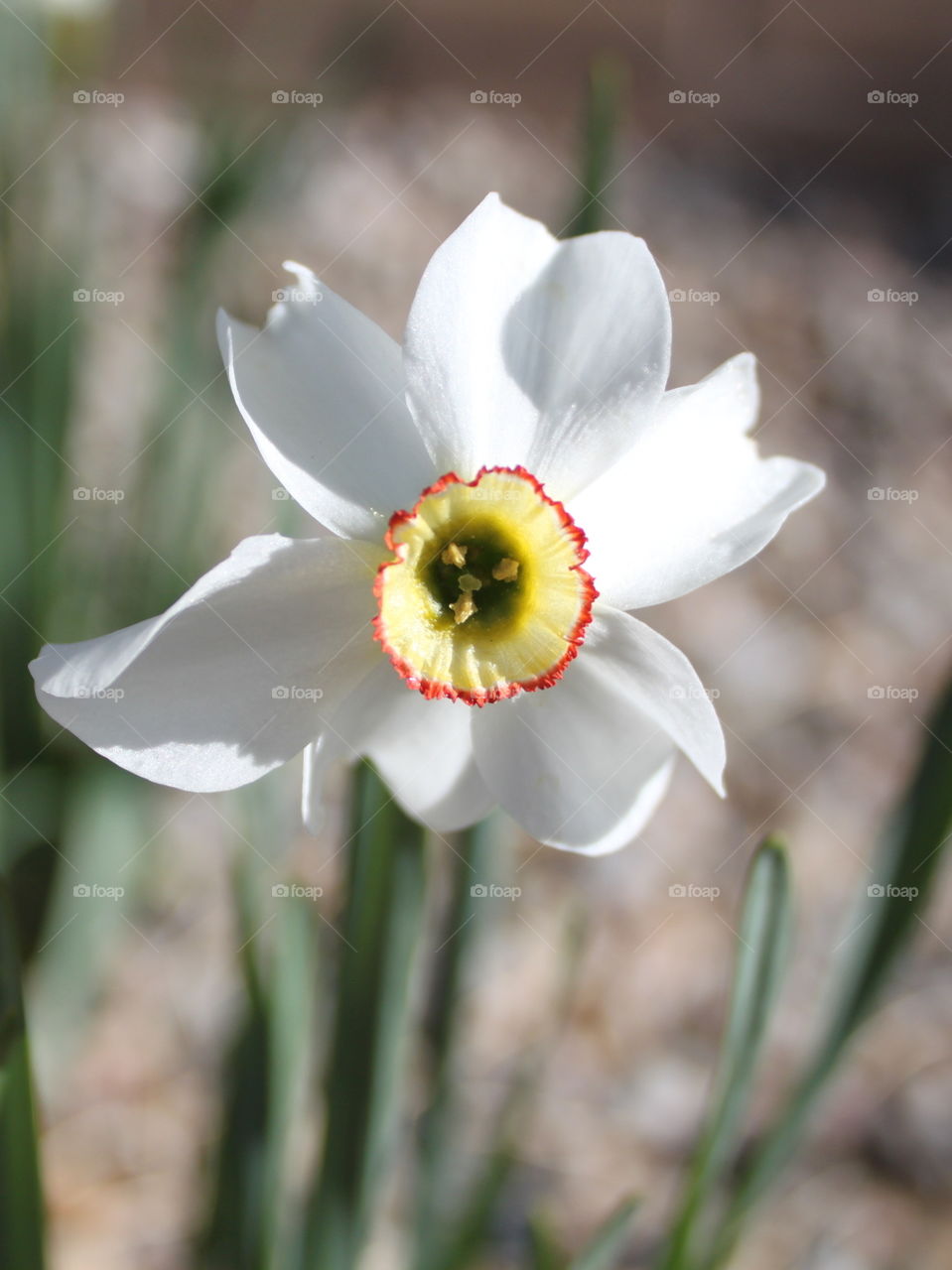 Daffodil