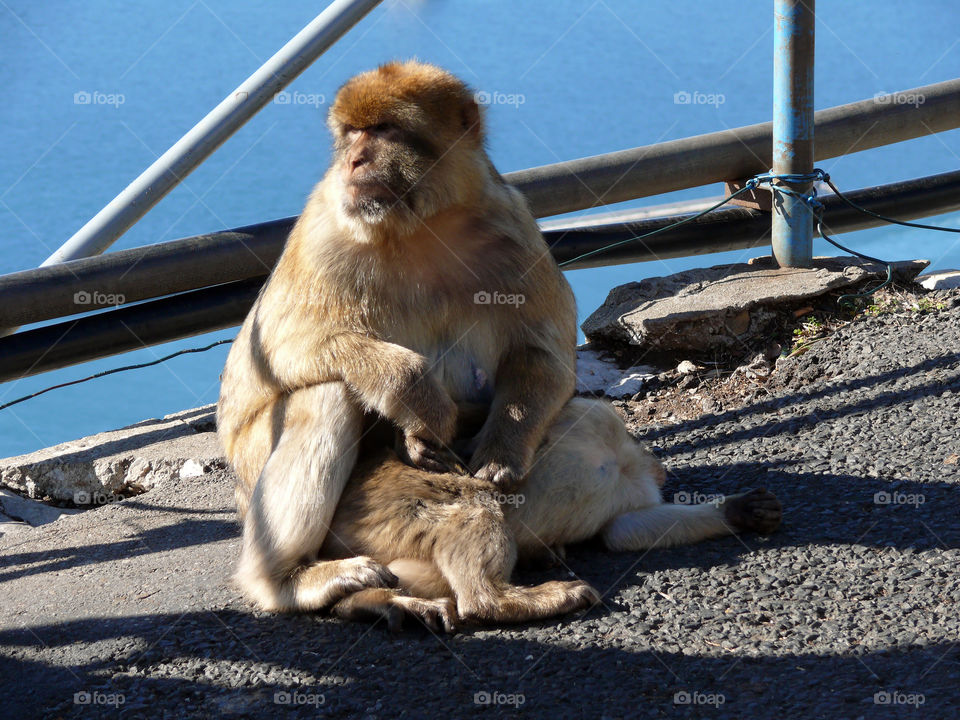 Two lazy Barbary macaques on street in Gibraltar.