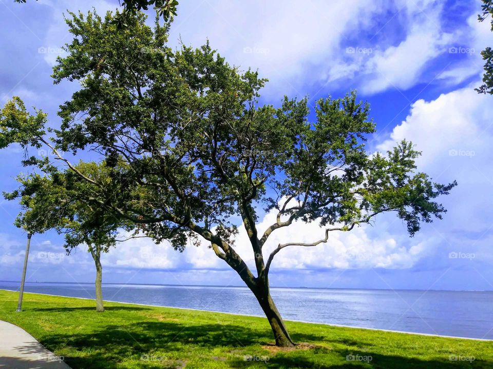 waterfront tree