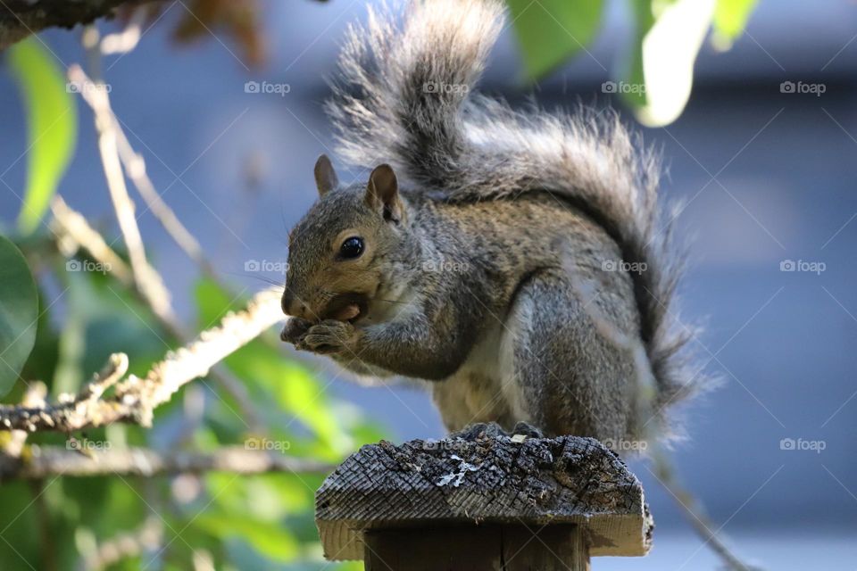 Squirrel on a fence