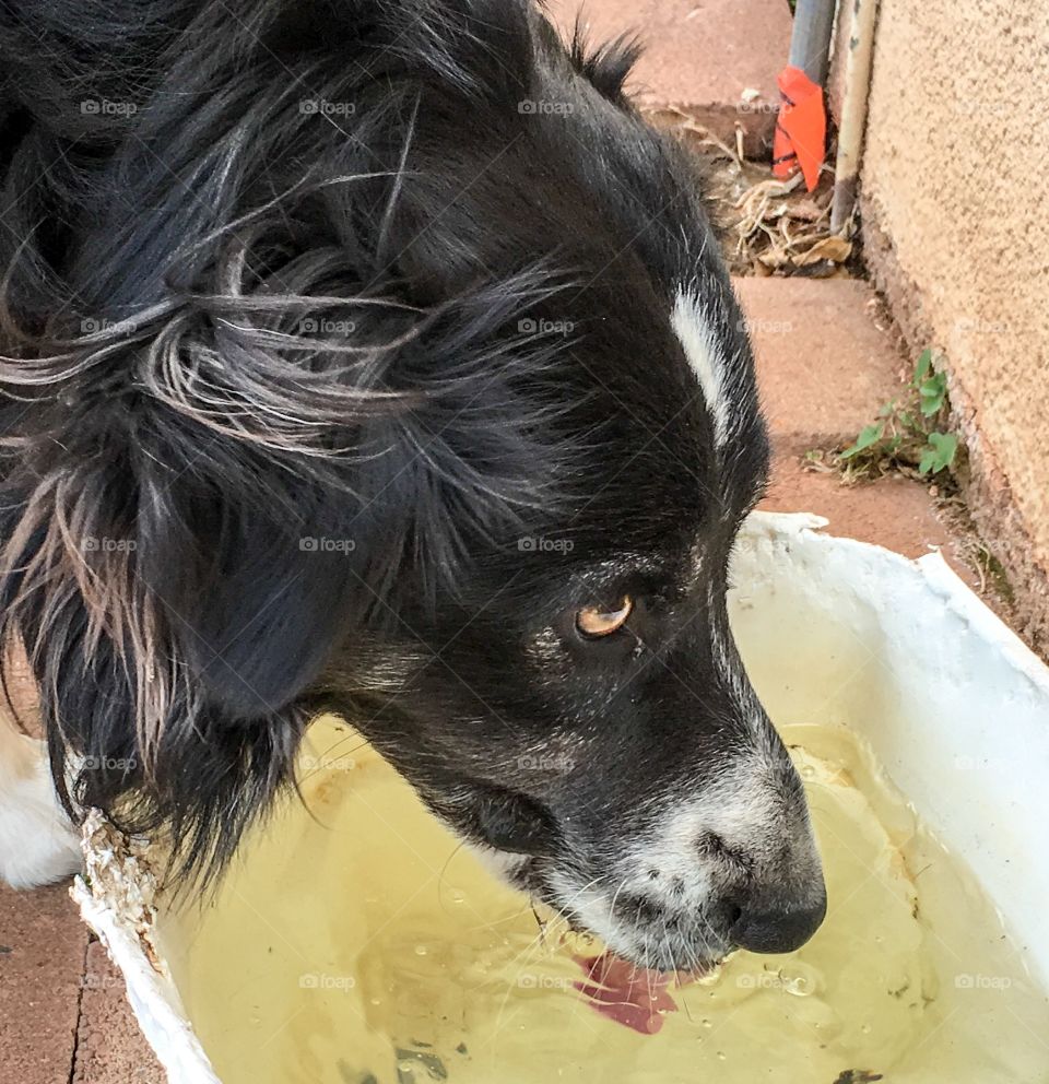 Dog drinking water from bucket