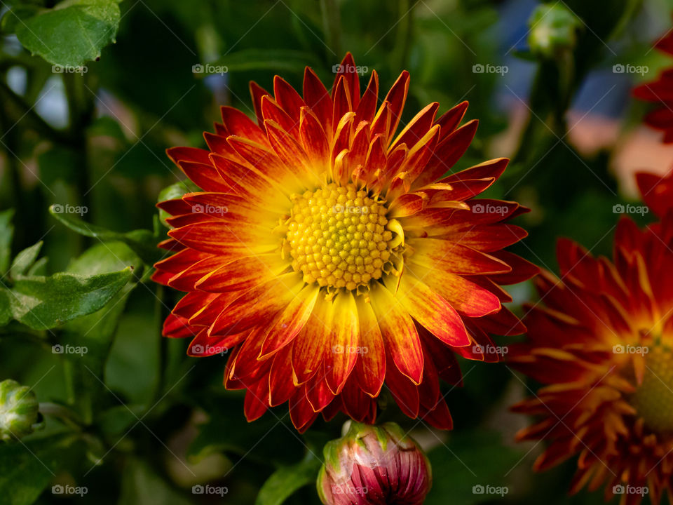 Beautiful Chrysanthemum