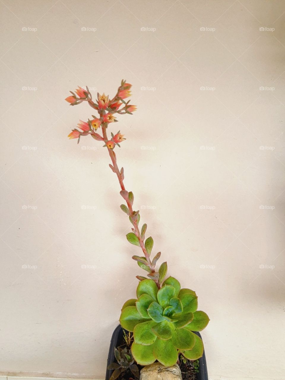a lovely succulent with flowers