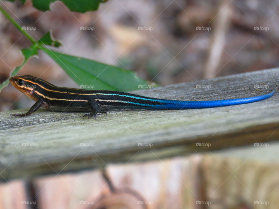 five-lined skink