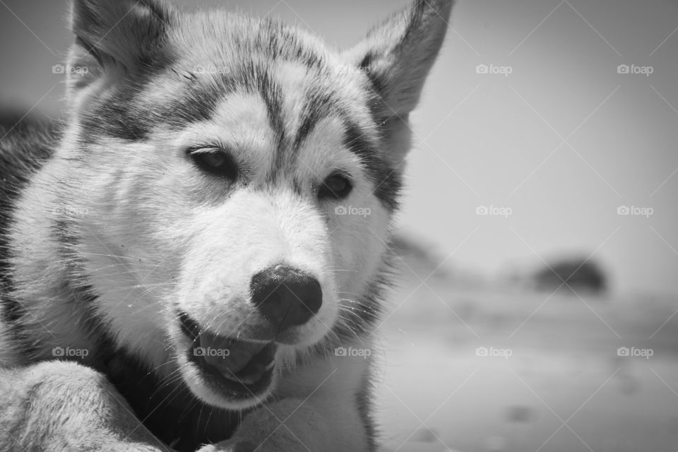 Guess what I'm eating? 🐕🥕