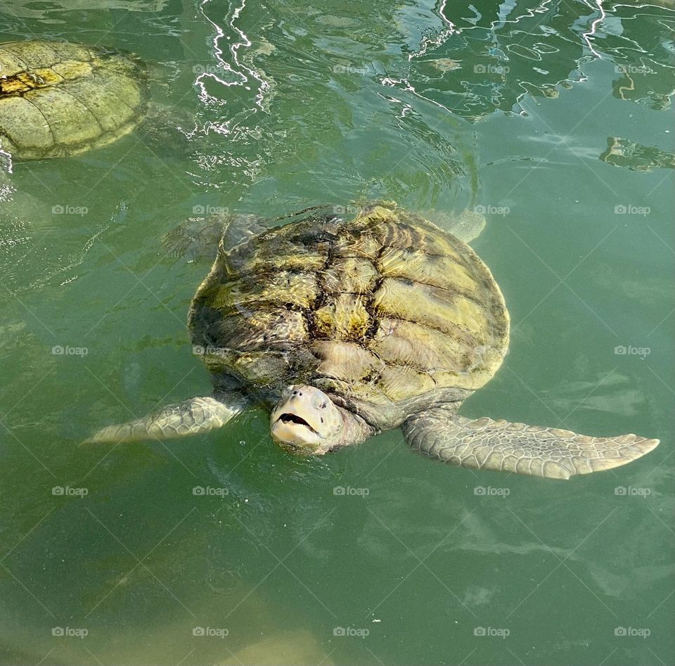 A green sea turtle swimming thru the water with its mouth open