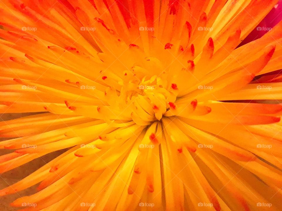 A close up macro shot of a beautiful reddish, orange, and yellow flower growing in Florida.