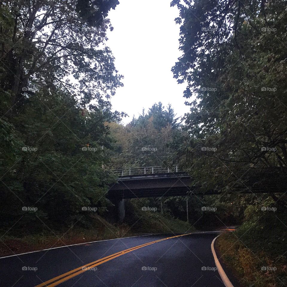 Bridge through a forest in Vancouver Washington