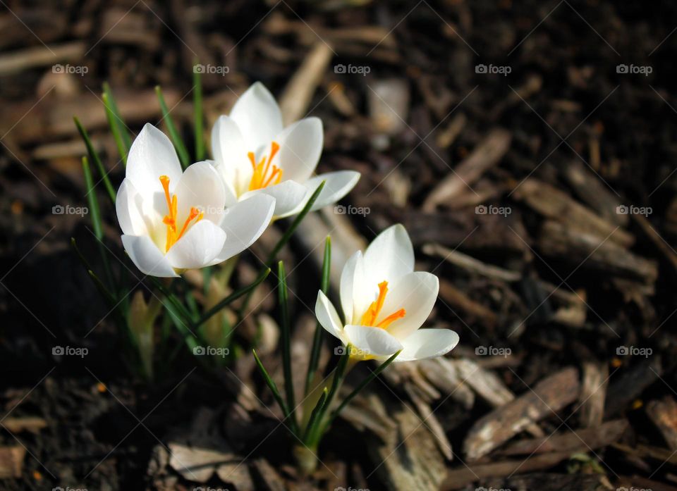 spring flower