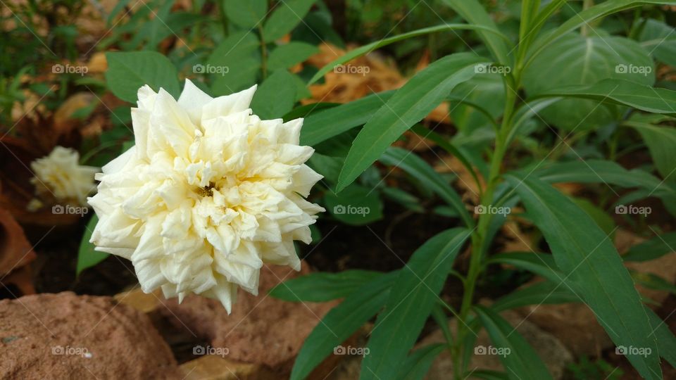 Plantas, flores e cores naturais. Uma rosa maravilhosa.
