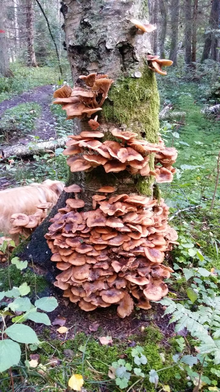 Mushrooms on a log. Saw these mushrooms during a dogwalk in the autumn 
