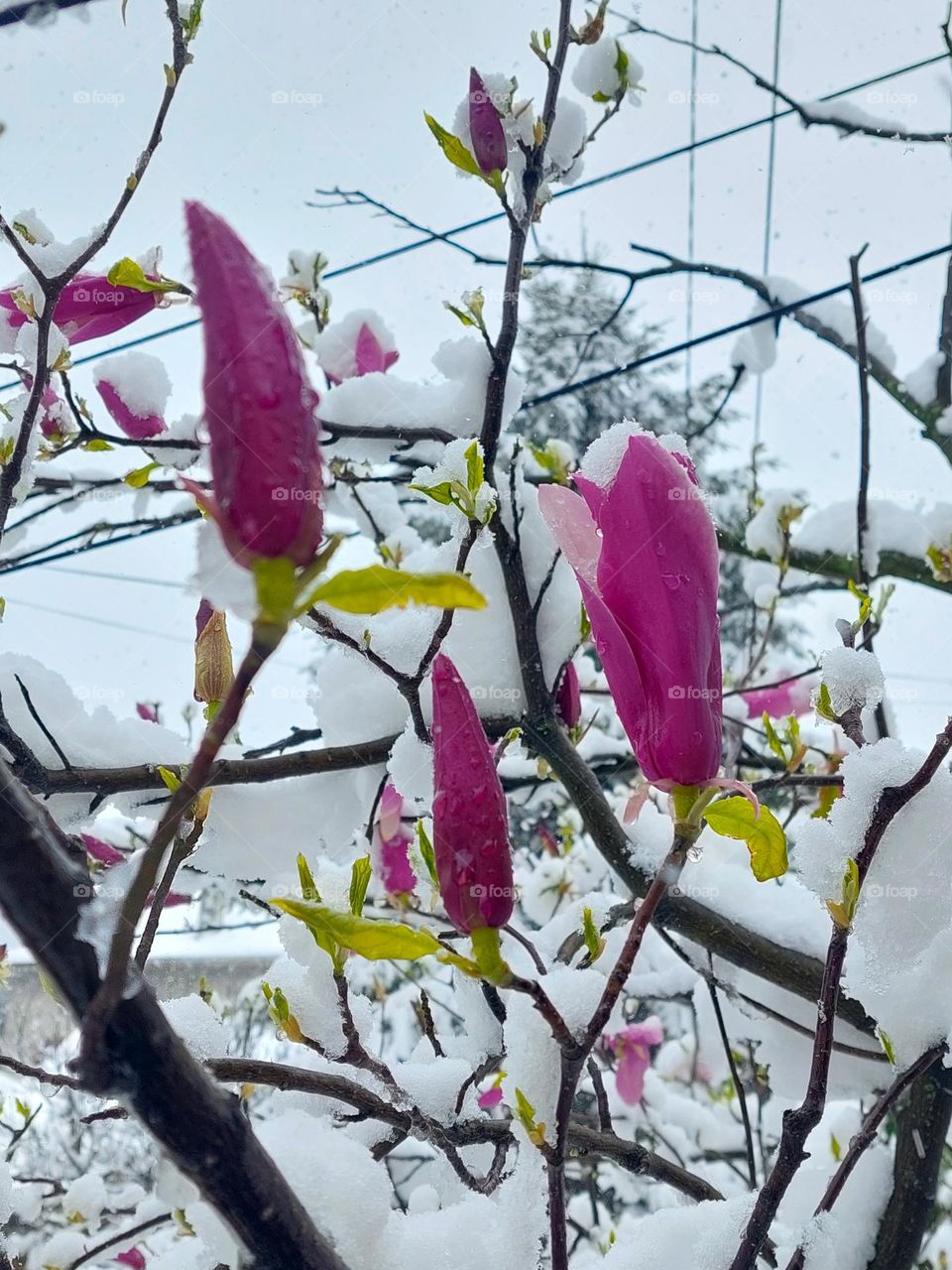 Snow in April.  Magnolia buds covered with snow