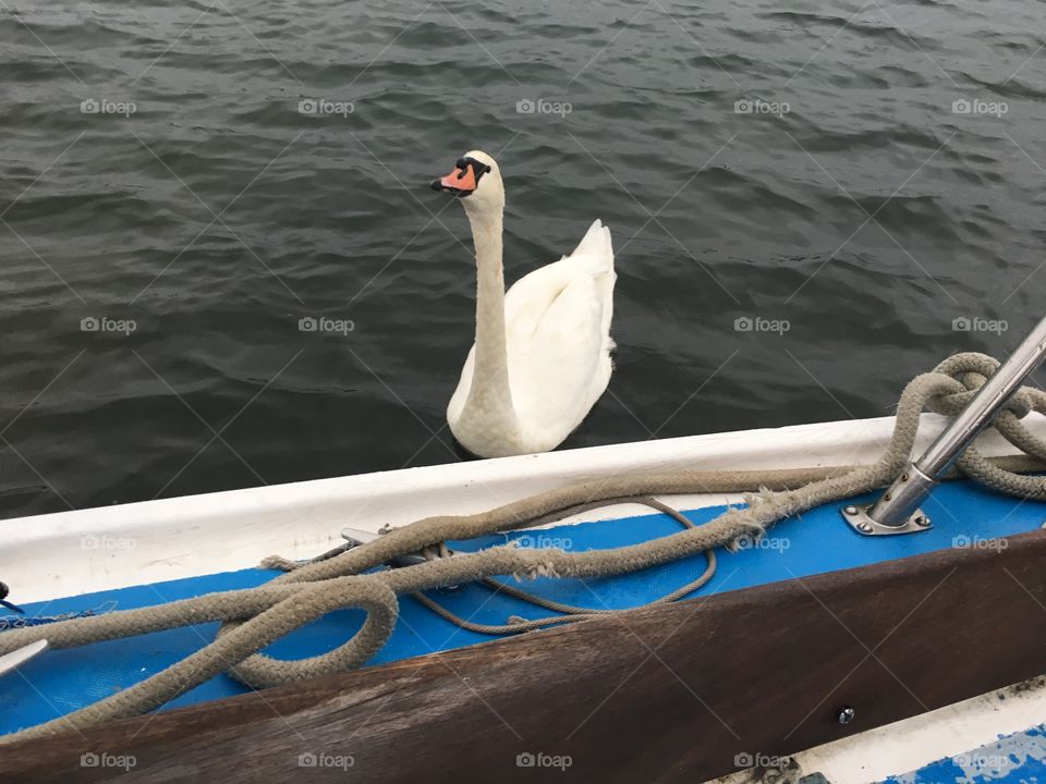 A swan came to visit us and swam right up to our boat in Newtown Creek in Long Island City, Queens, NY. We’ve seen our share of ducks in the water but a swan is a rarity so we had to take a picture. This took place in 2018. Hypnotic Productions