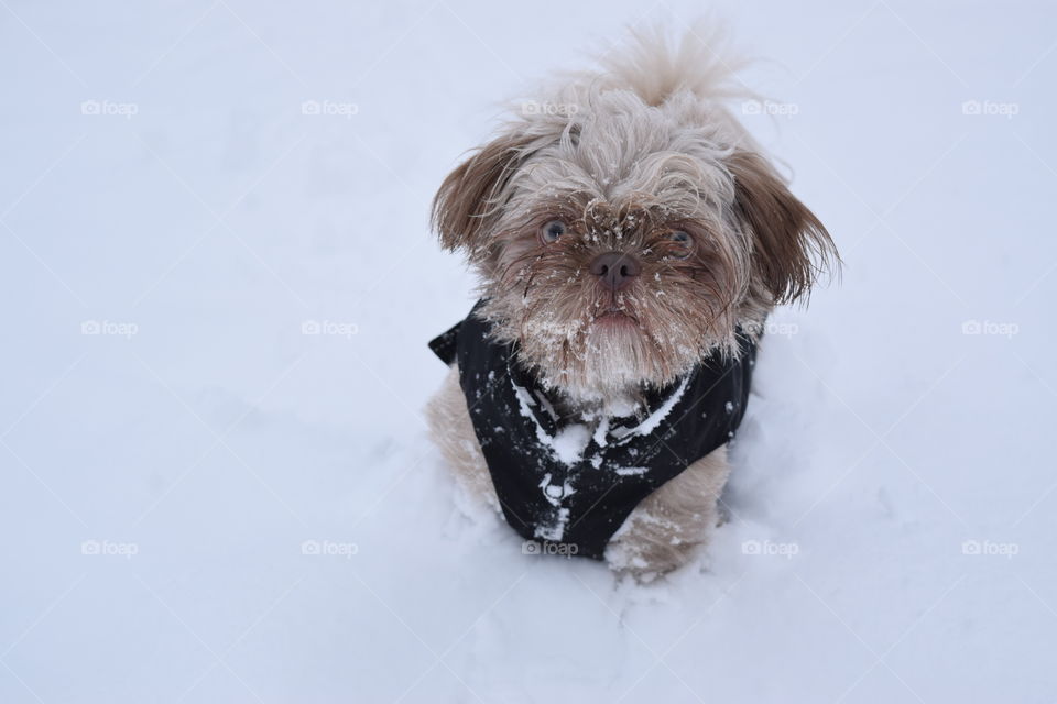 Close-up of pet on snow