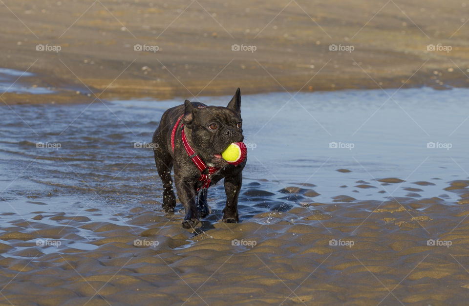 Bulldog plays on the beach