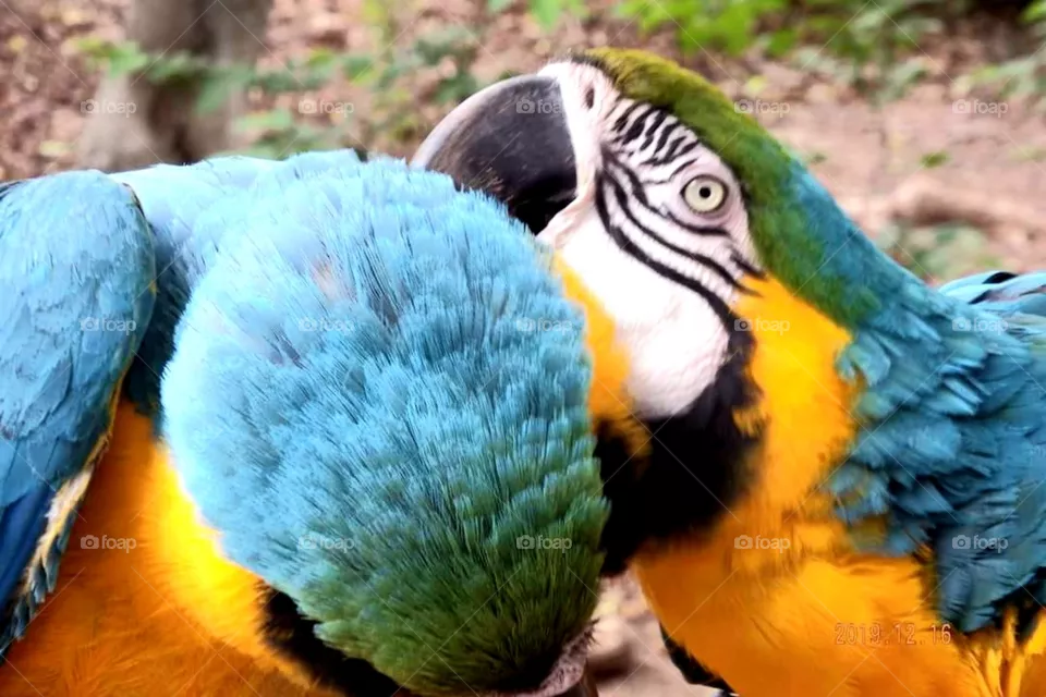 Parot in love