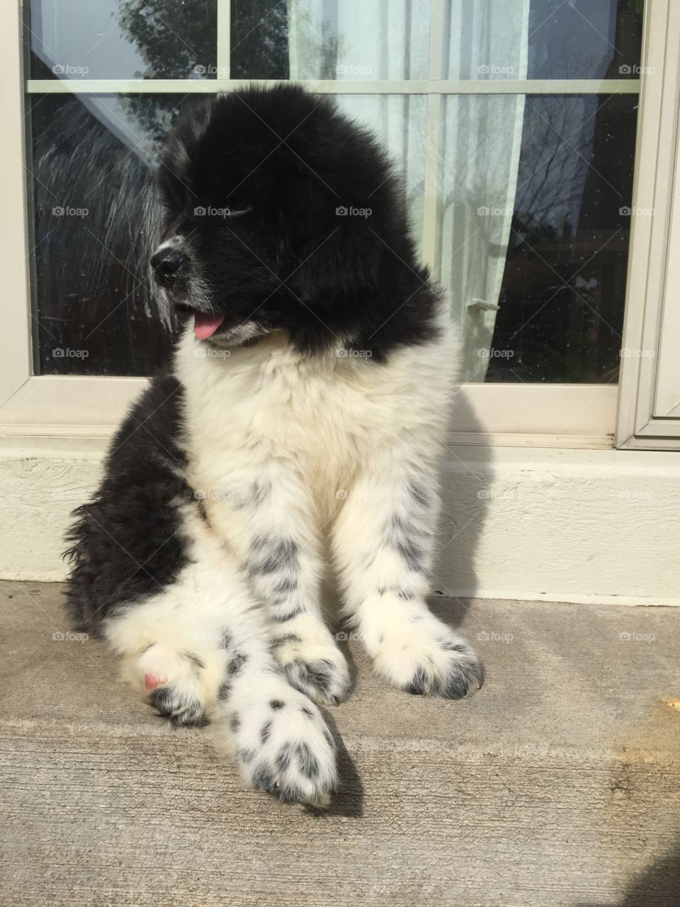 Newfoundland puppy. First day our Newfoundland came home to us and the whole family fell in love with him