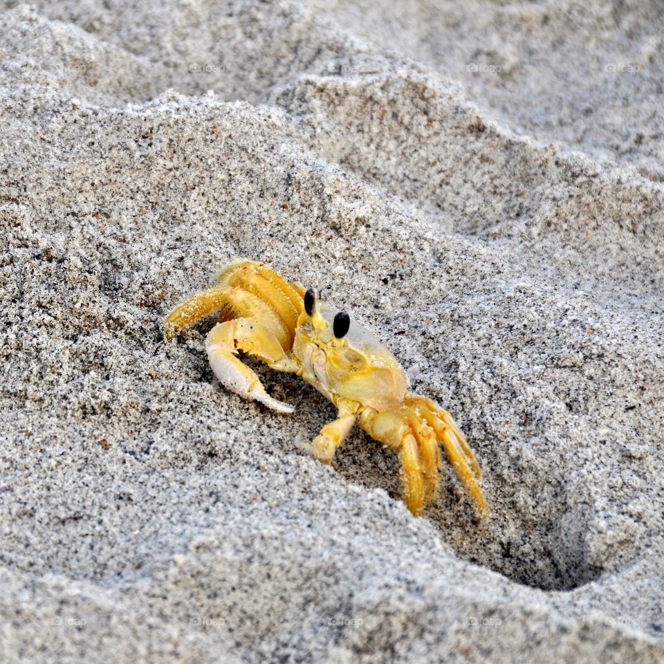 Crab