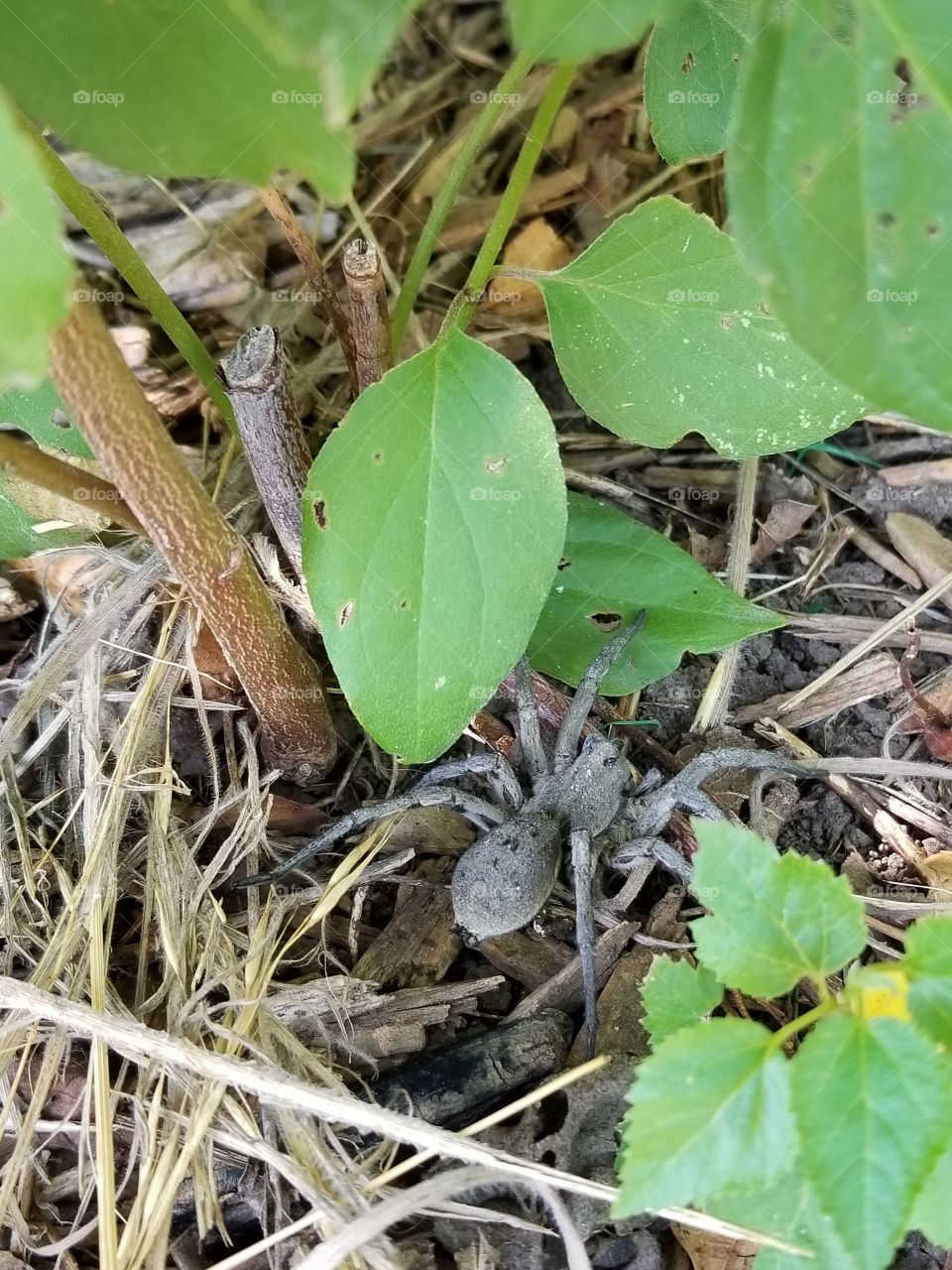 A large spider in my Kansas back yard.