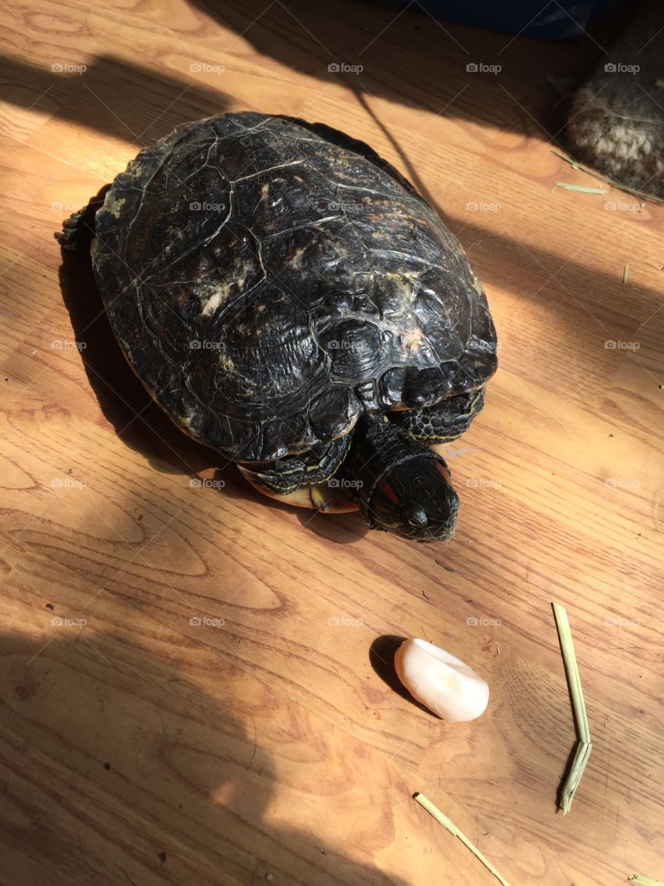 Turtle and turtle egg  