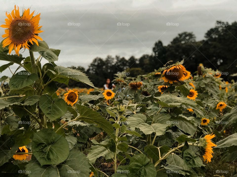 Sunflowers 