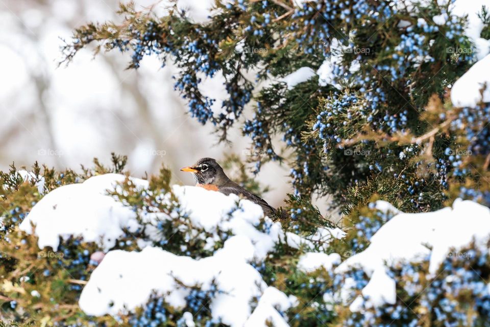 bird in the snow in a tree