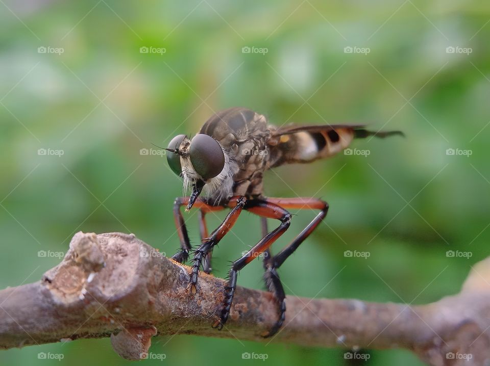 Robber Fly
Lalat Perampok