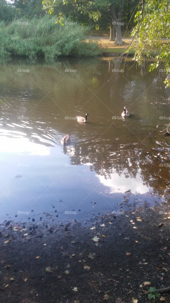 Water, No Person, Lake, Reflection, River