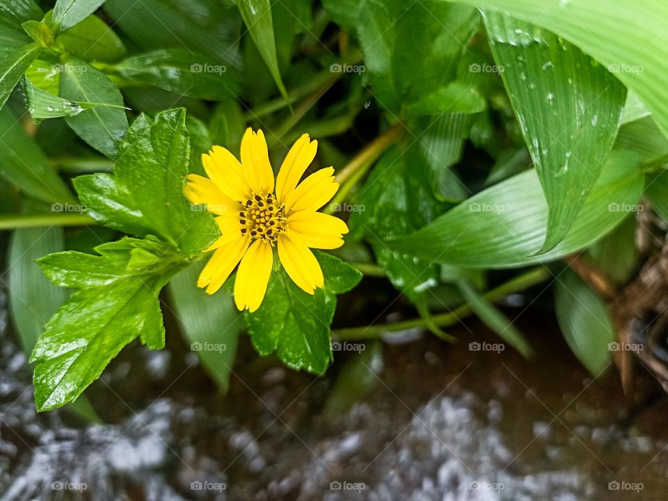 Close-up of bright yellow flowers on a rich green background. The flower appears wet, perhaps from rain or dew, and is surrounded by green leaves