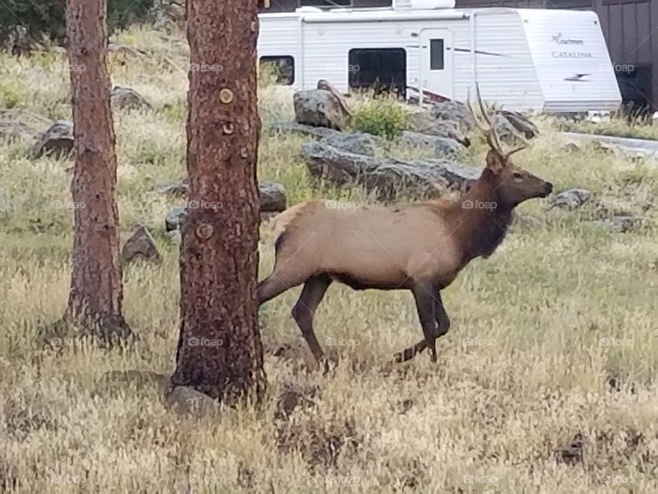 bull elk