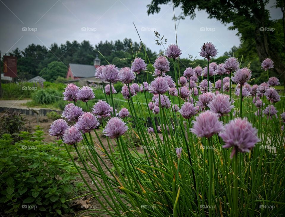 Chive Garden