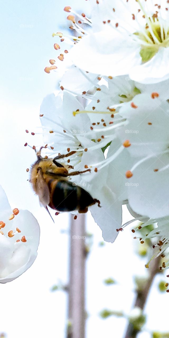 The Bee pollinating the cherry flower