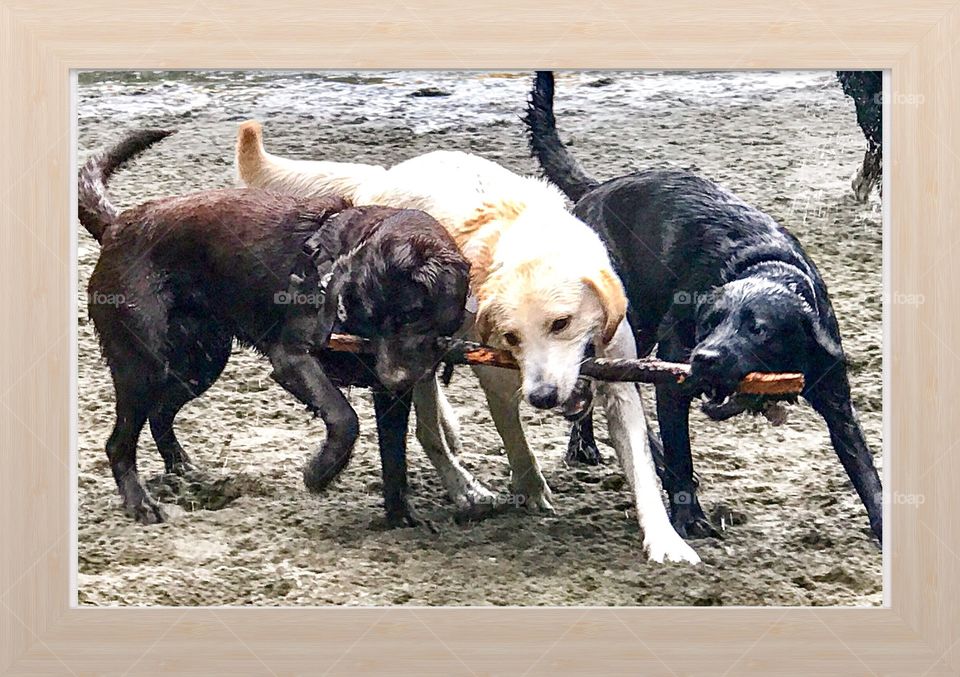 Three Labradors, all different colours, playing with a stick at the beach