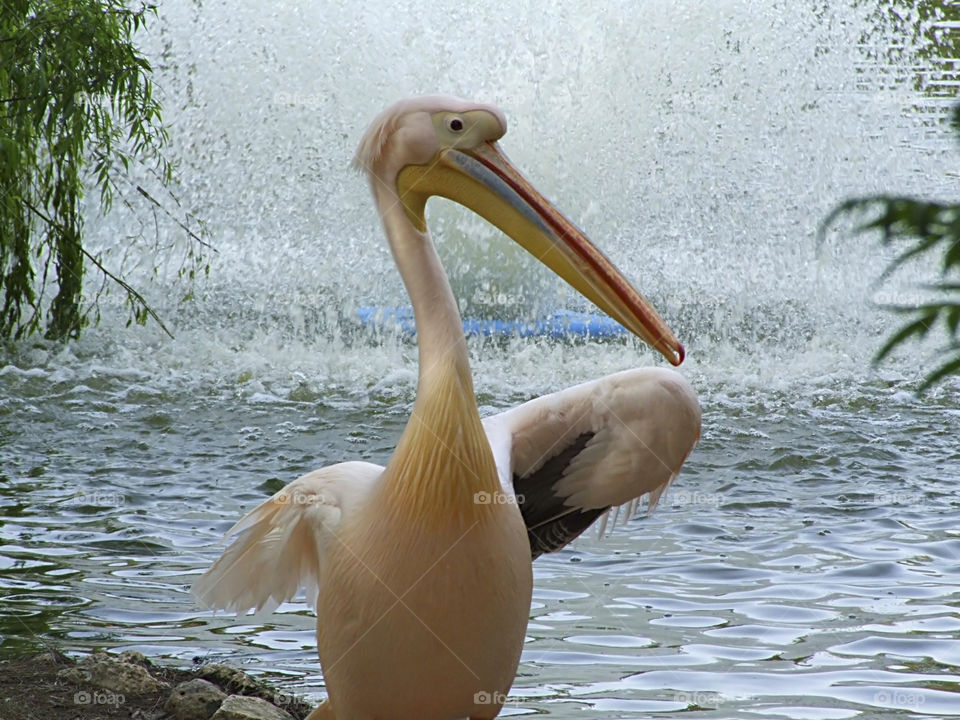 shower pelican