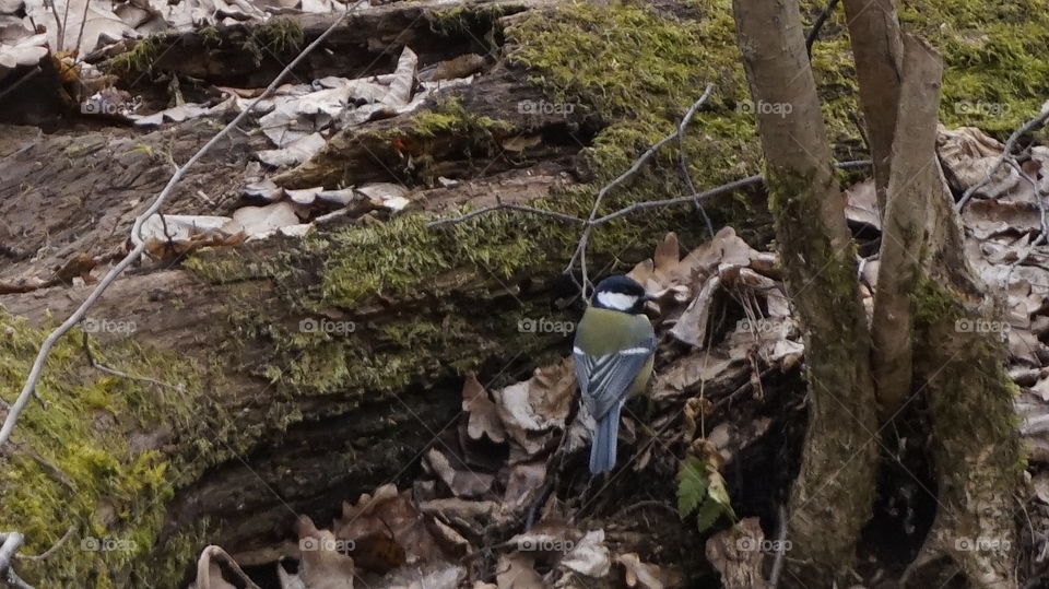 Bird on a tree. nature
