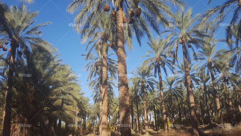 deglet nour palm trees dates