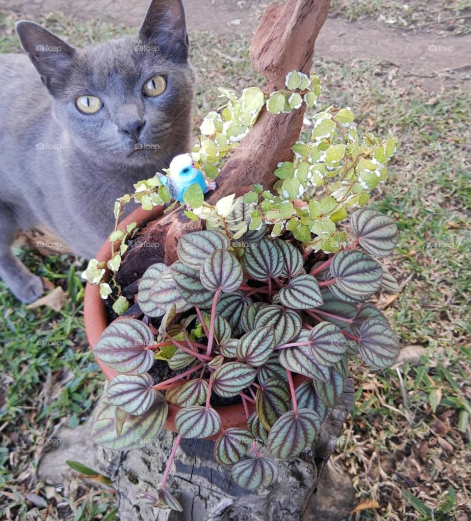 cat and an arrangement plant