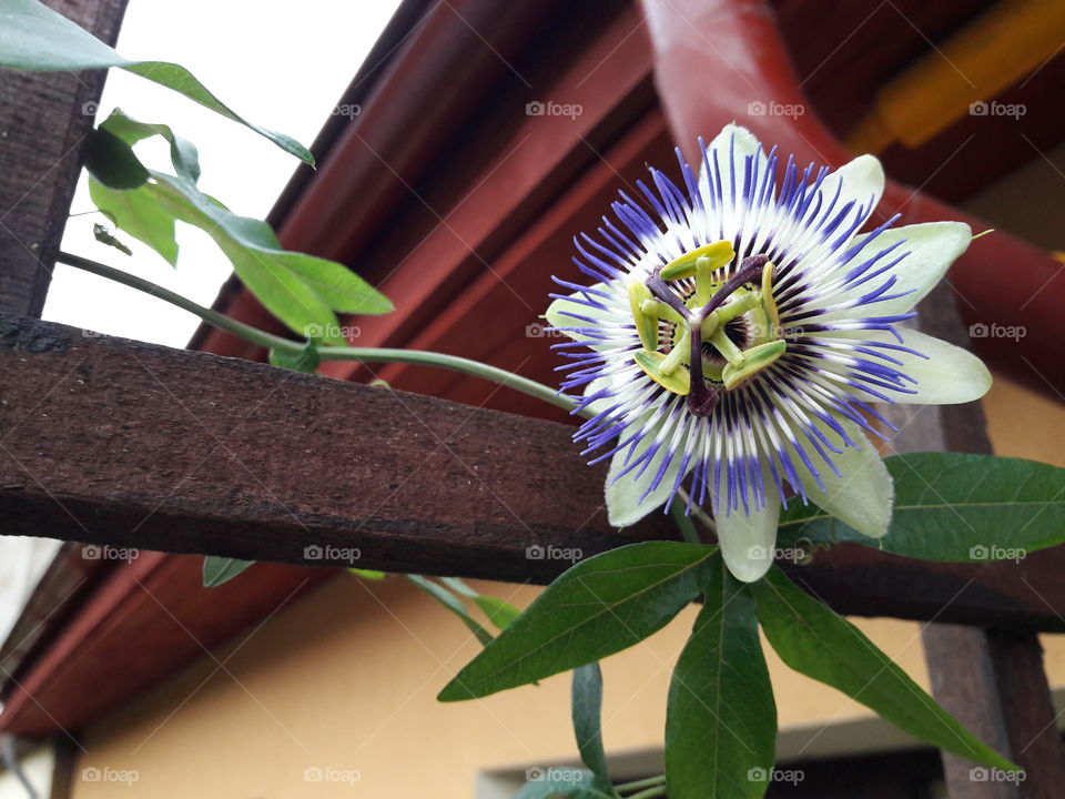 Passiflora caerulea