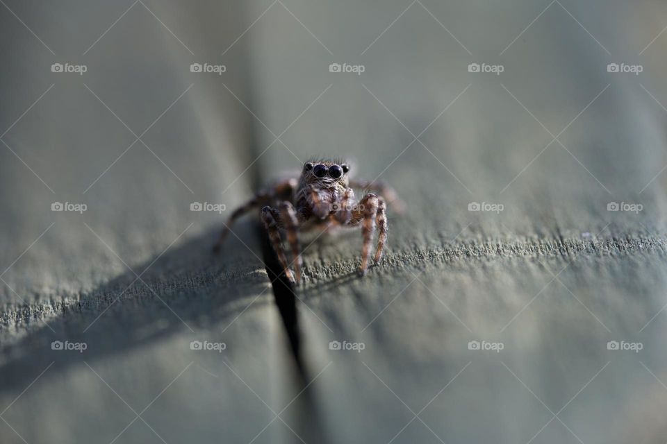 Spider macro