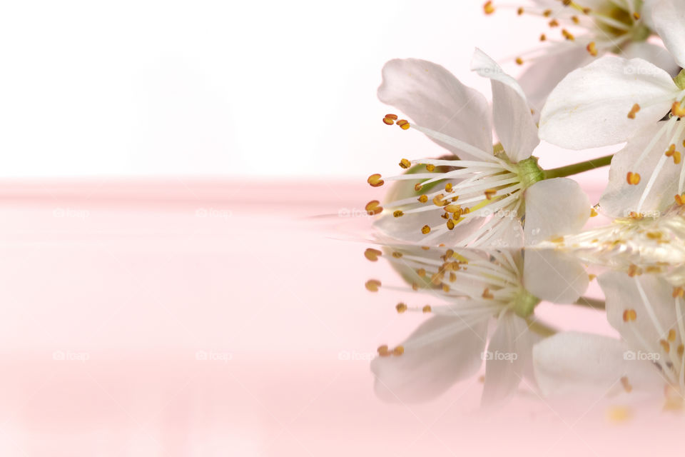 A macro portrait of a white cherry blossom flower fallen into water with a pink background behind it. the flower is peacefully floating on the water surface creating  reflection.