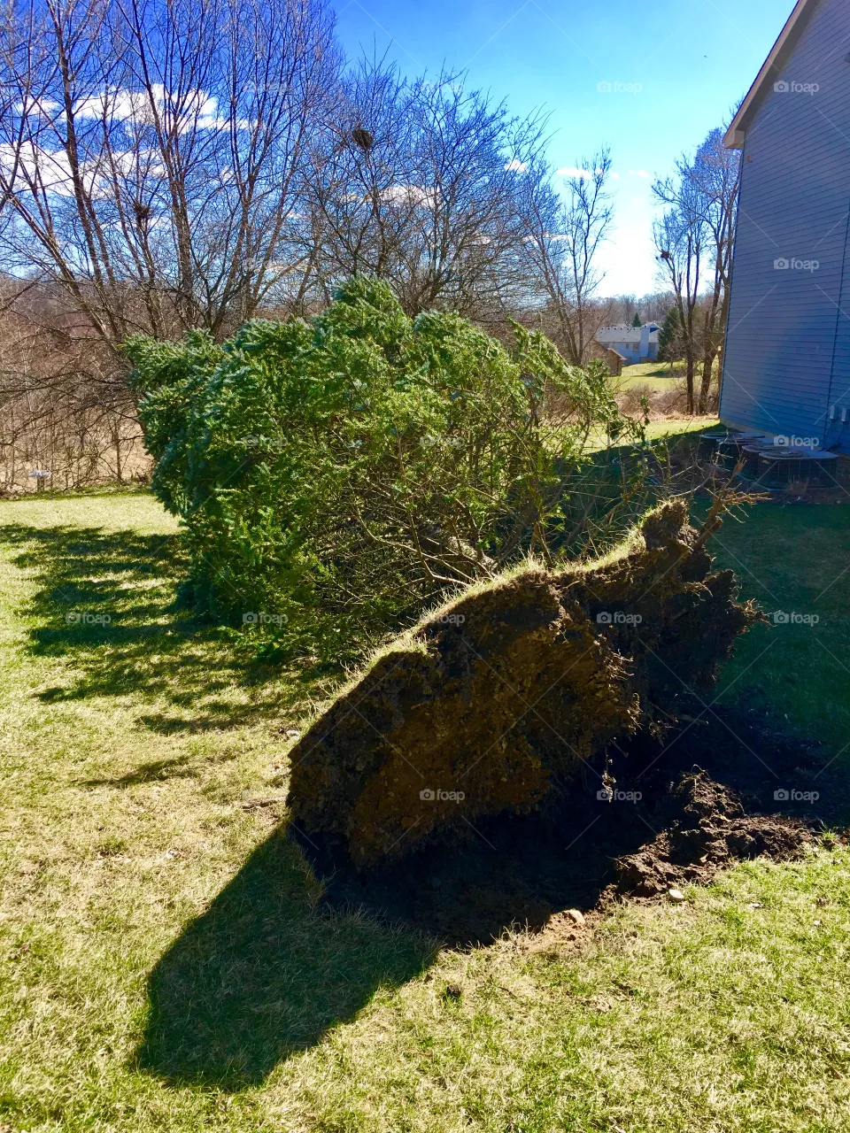 Fallen tree