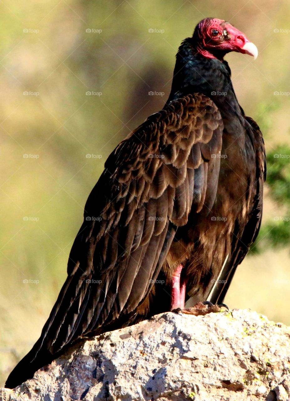 Turkey Vulture on a Rock