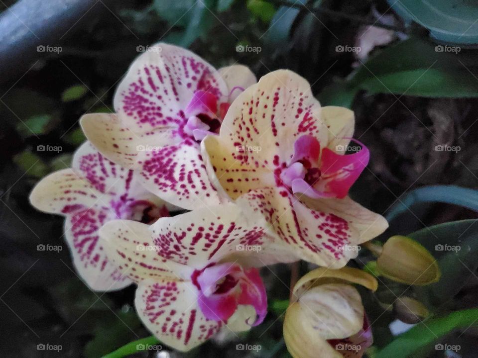exotic orchid