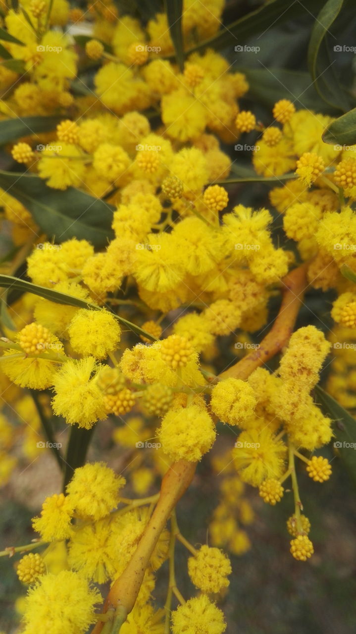 mimose