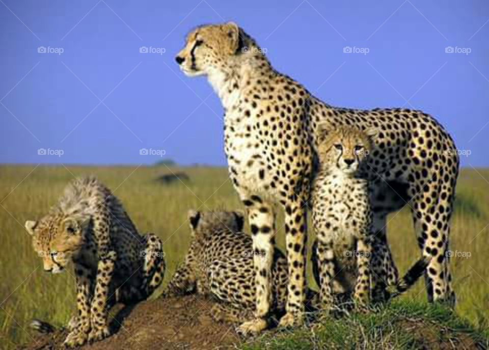 Cat, Wildlife, Cheetah, Mammal, Carnivore