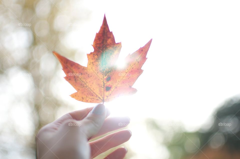 Lighting and leafs 