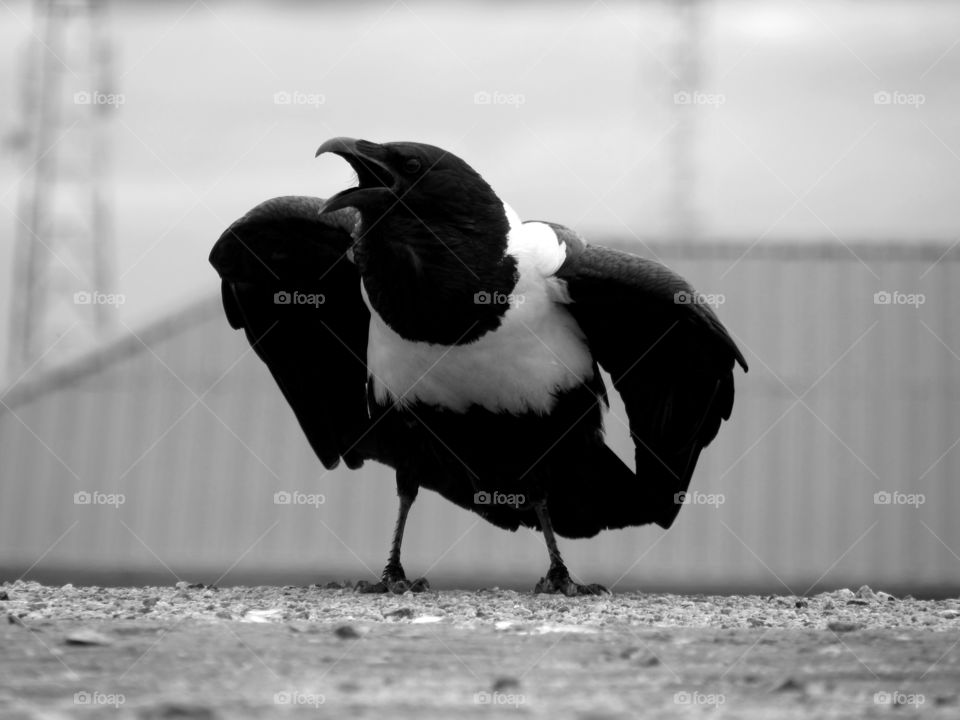 A black and white picture of a crow