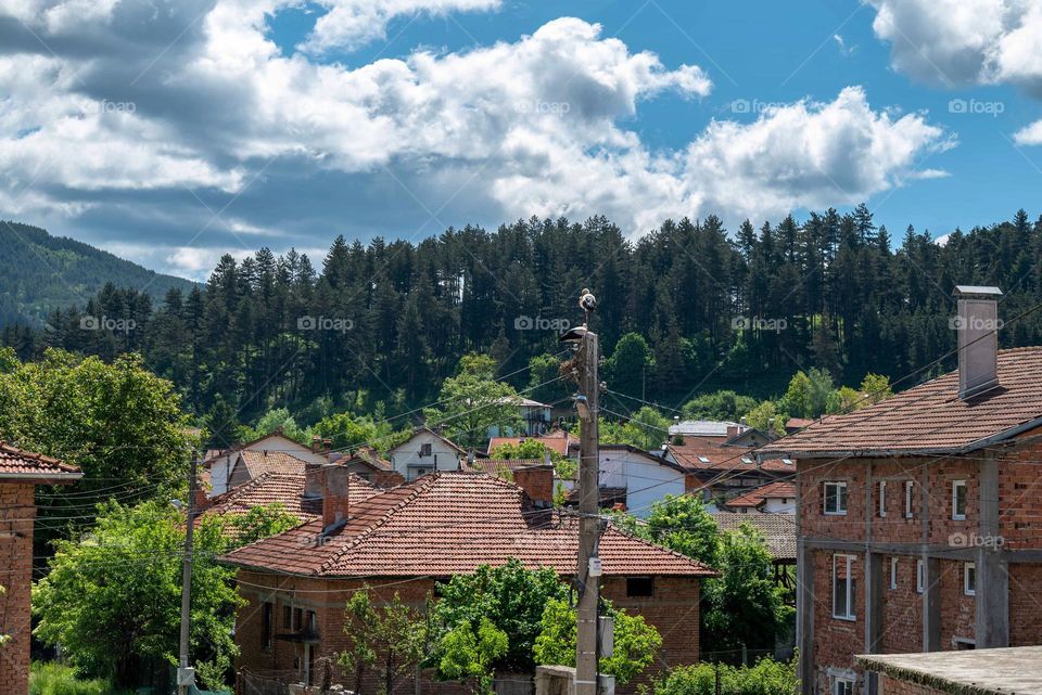 Birds in Motion, Stork