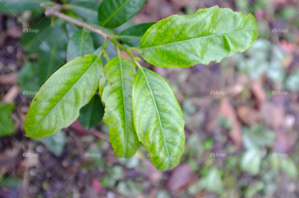 f rgn green nature by lexlebeur