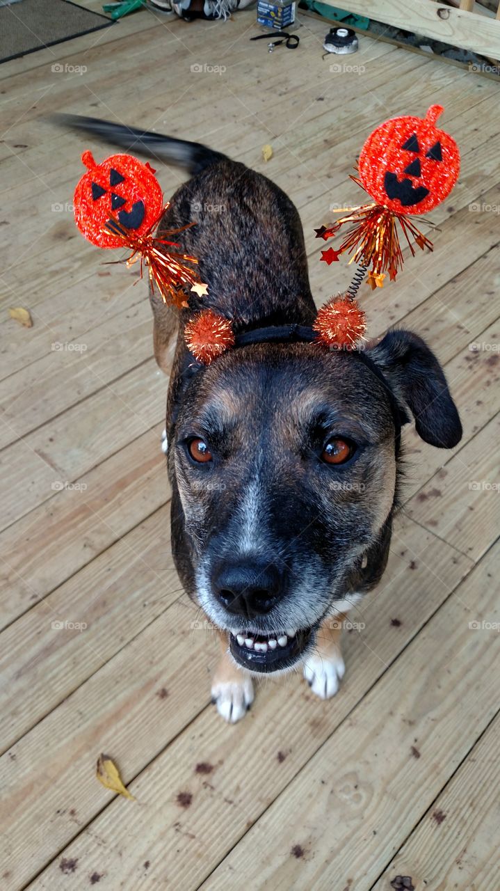 Sweet dog named Pepper..she loves her new family and we love her